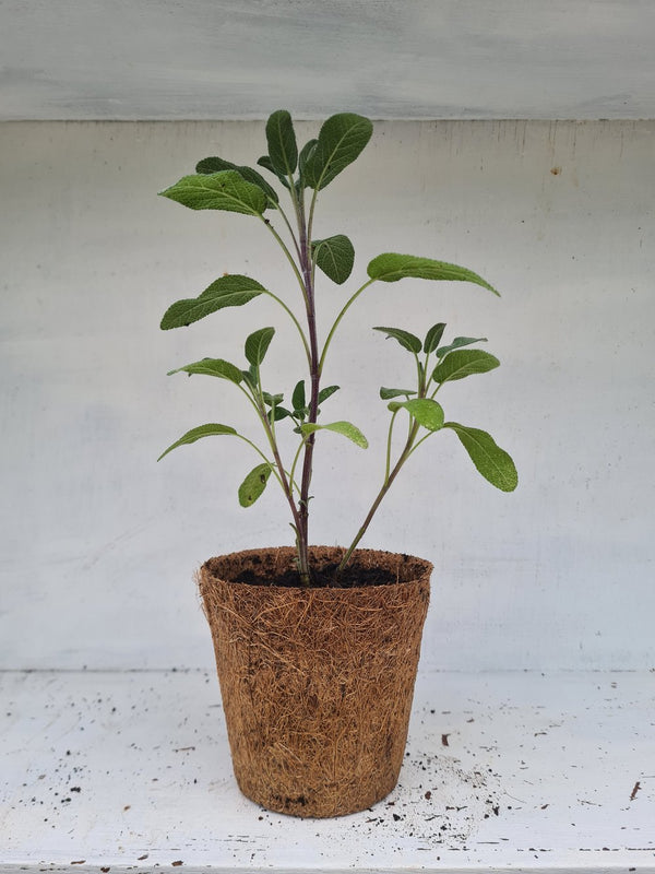 Harriets Plants Salvia Officinalis // Common Sage 20cm - Outdoor Plant - Plastic Freedom
