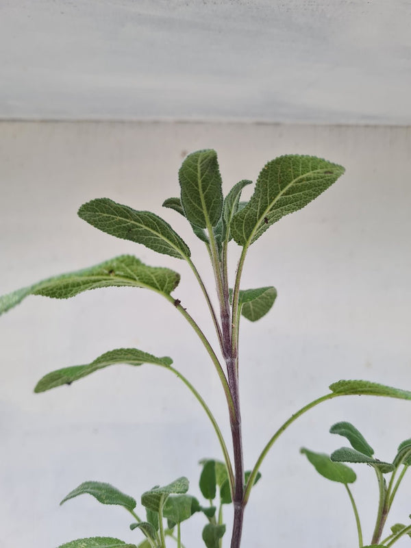Harriets Plants Salvia Officinalis // Common Sage 20cm - Outdoor Plant - Plastic Freedom
