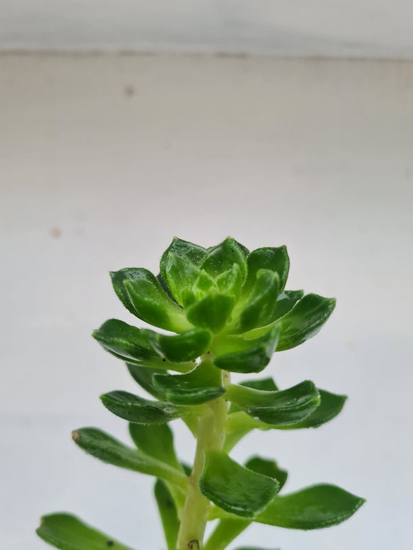Harriets Plants X Sedeveria 'Letizia' 10cm - Indoor Plant - Plastic Freedom