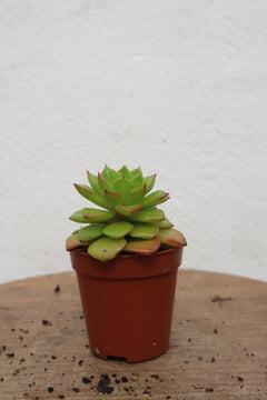 Harriets Plants X Sedeveria 'Letizia' 10cm - Indoor Plant - Plastic Freedom