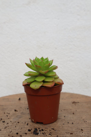 Harriets Plants X Sedeveria 'Letizia' 10cm - Indoor Plant - Plastic Freedom