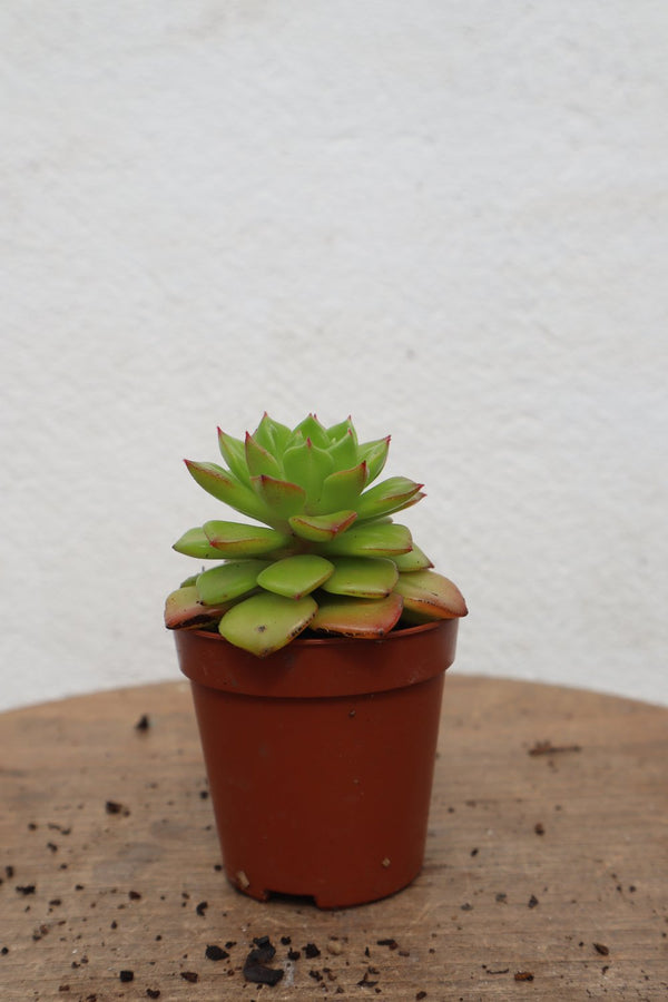 Harriets Plants X Sedeveria 'Letizia' 10cm - Indoor Plant - Plastic Freedom