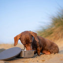 Pup & Kit Stainless Steel Pet Bowl with Stay Fresh Lid - Plastic Freedom