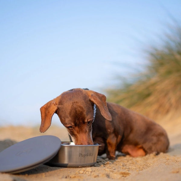 Pup & Kit Stainless Steel Pet Bowl with Stay Fresh Lid - Plastic Freedom