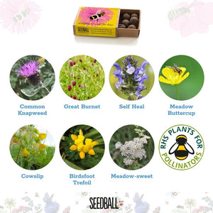 Seedball Wildflower Seeds for Bees - Plastic Freedom
