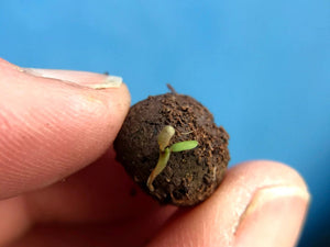Seedball Wildflower Tube - Plastic Freedom