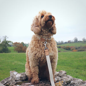Pet Impact Hemp Collar And Lead Set - Plastic Freedom