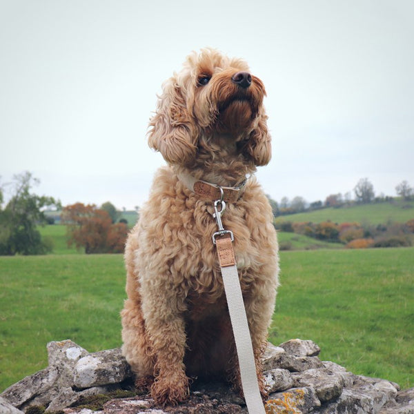 Pet Impact Hemp Collar And Lead Set - Plastic Freedom