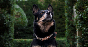 Pet Impact Hemp Collar And Lead Set - Plastic Freedom
