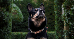 Pet Impact Hemp Collar And Lead Set - Plastic Freedom