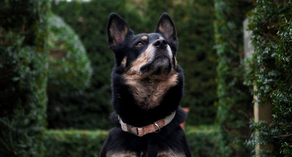 Pet Impact Hemp Collar And Lead Set - Plastic Freedom
