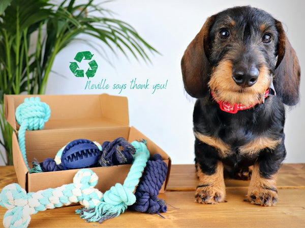 Pet Impact Learn The Ropes - Puppy Rope Toy Set - Plastic Freedom