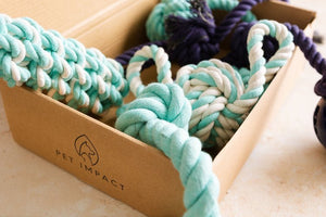 Pet Impact Learn The Ropes - Puppy Rope Toy Set - Plastic Freedom