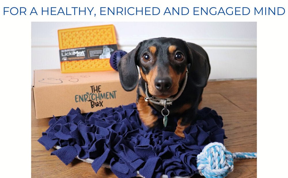Pet Impact The Enrichment Box - Plastic Freedom